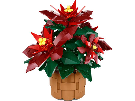 Poinsettia Plant