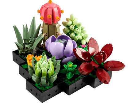 Succulents